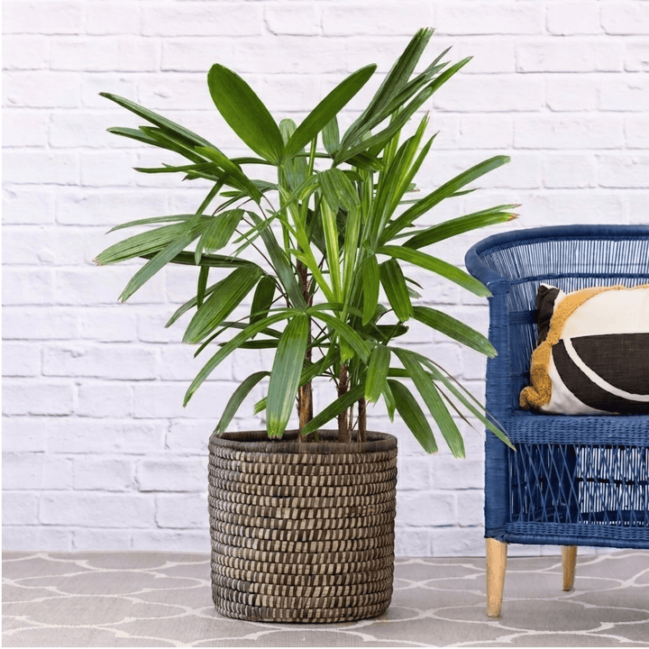 Broadleaf Lady Palm 1.2m in black basket next to blue chair for height reference