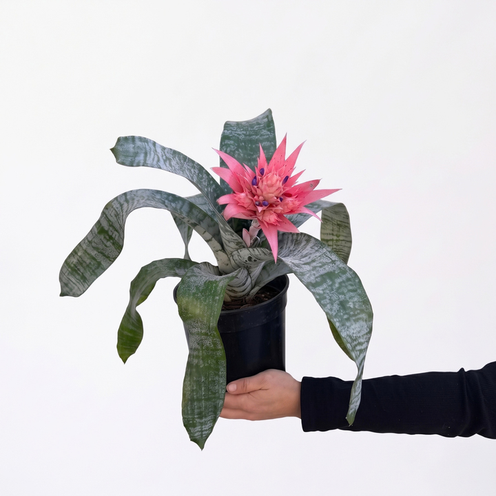 Bromeliad Aechmea
