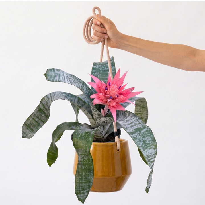 Bromeliad Aechmea