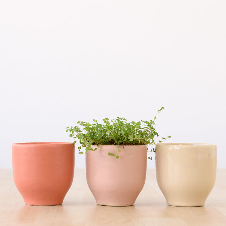 Calandiva Planter - Pinks - Shop Online!