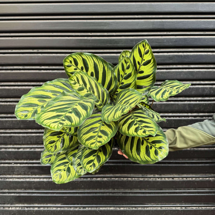 Calathea Makoyana - Large