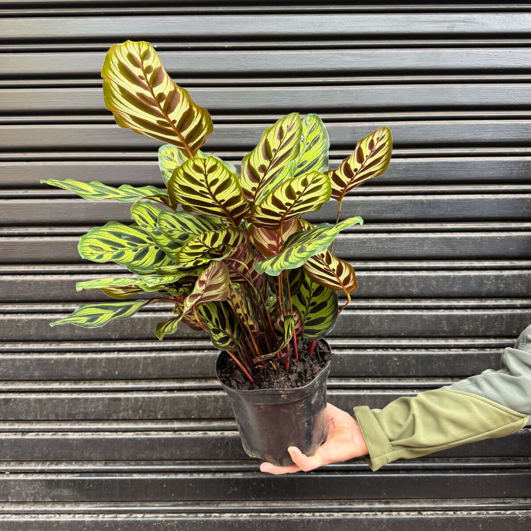 Calathea Makoyana - Large