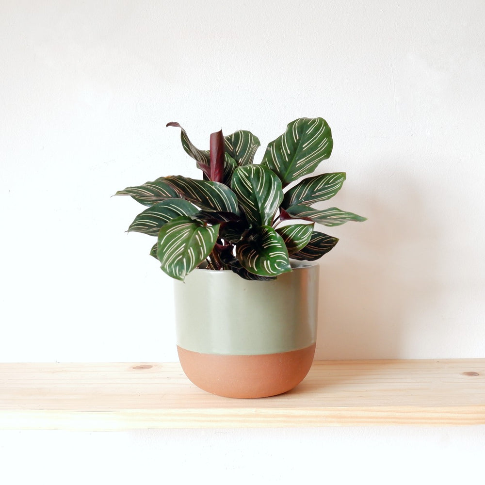 Calathea Sanderiana - Shop Online!