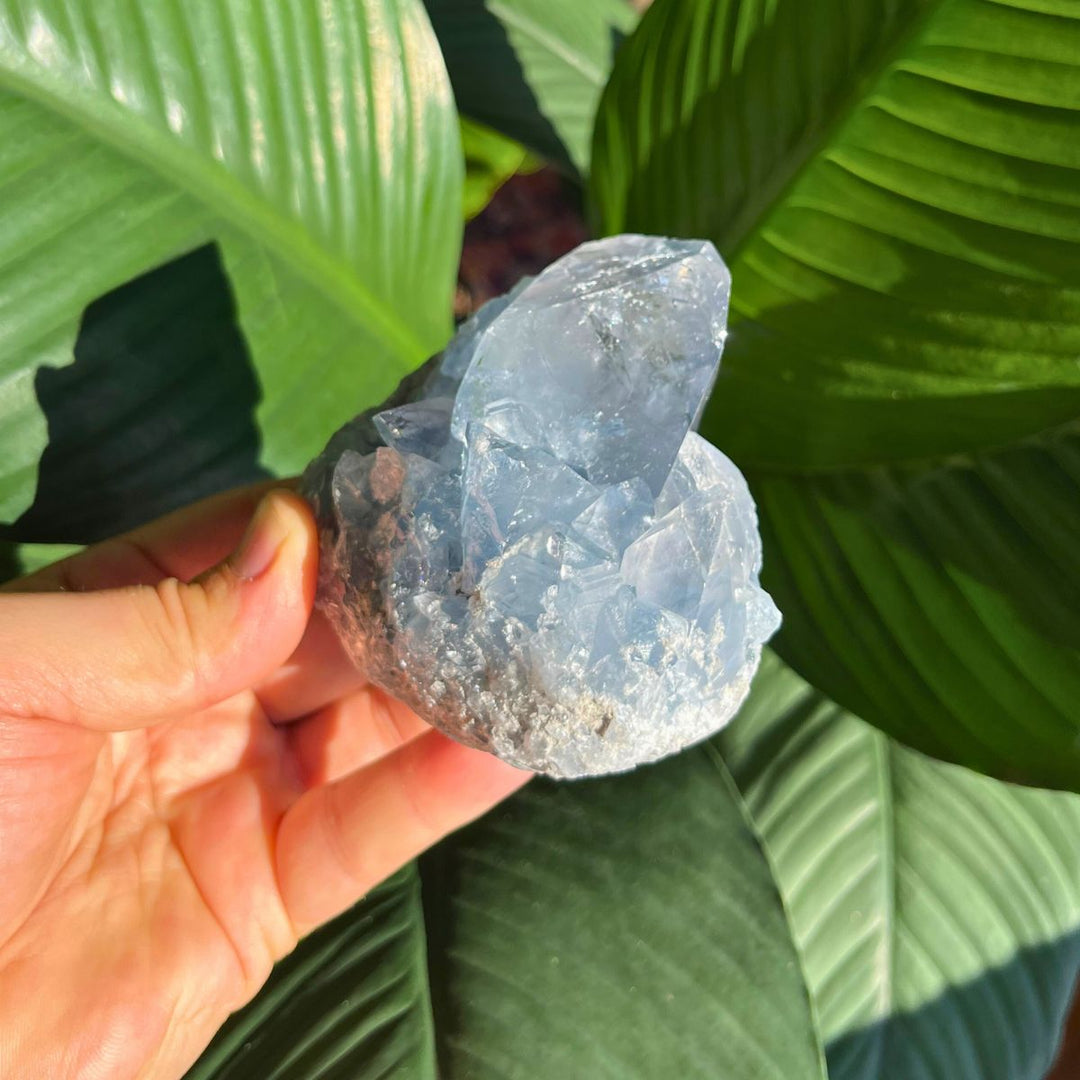 Celestite - Specimen - Shop Online!