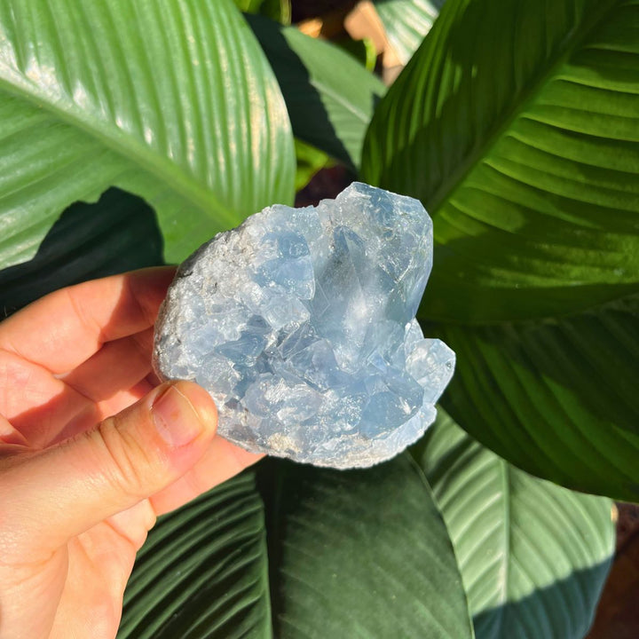 Celestite - Specimen - Shop Online!