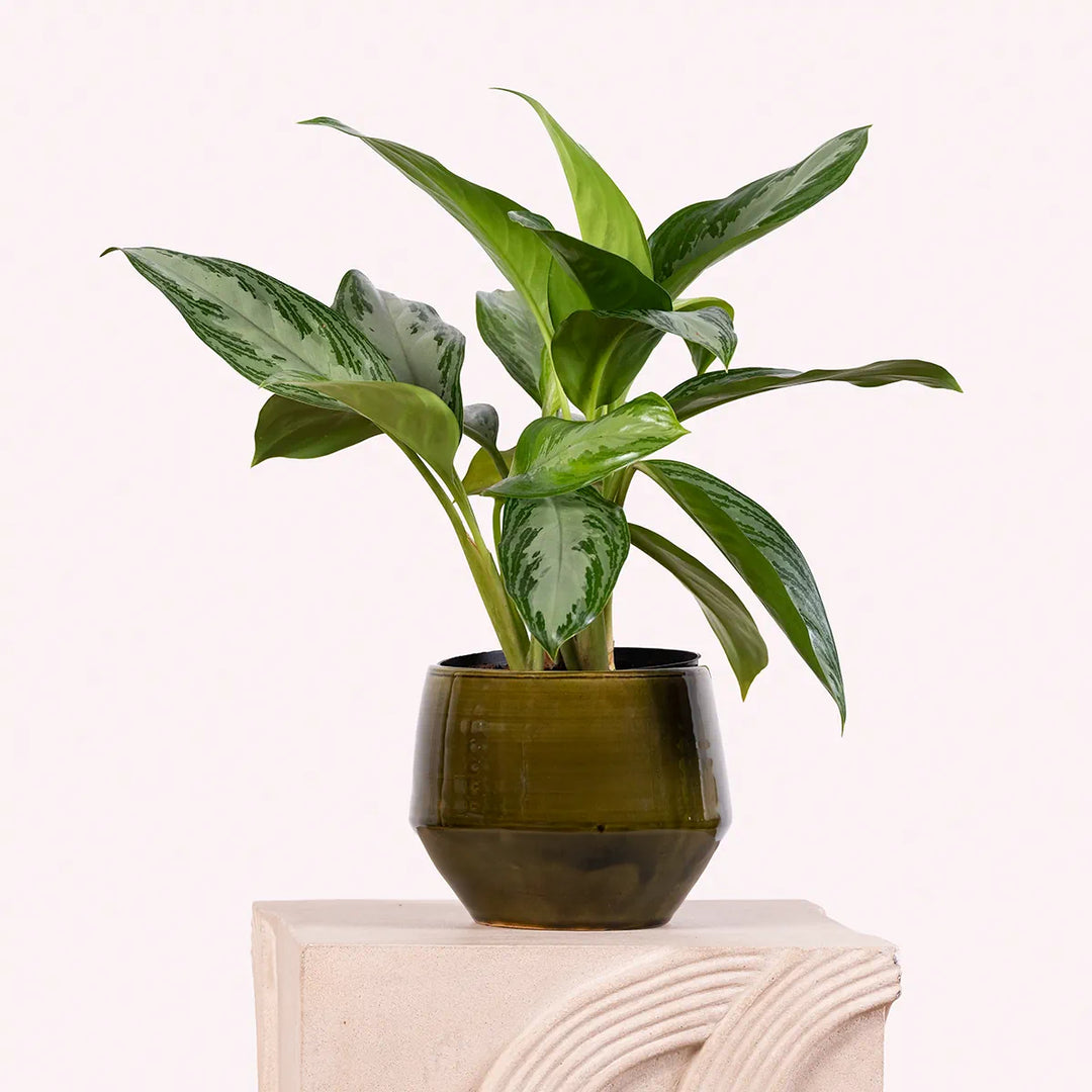 aglaonema commutatum 'silver bay' Chinese Evergreen - Silver Bay