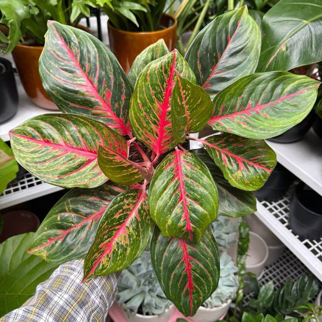 Chinese Evergreen - Ambience