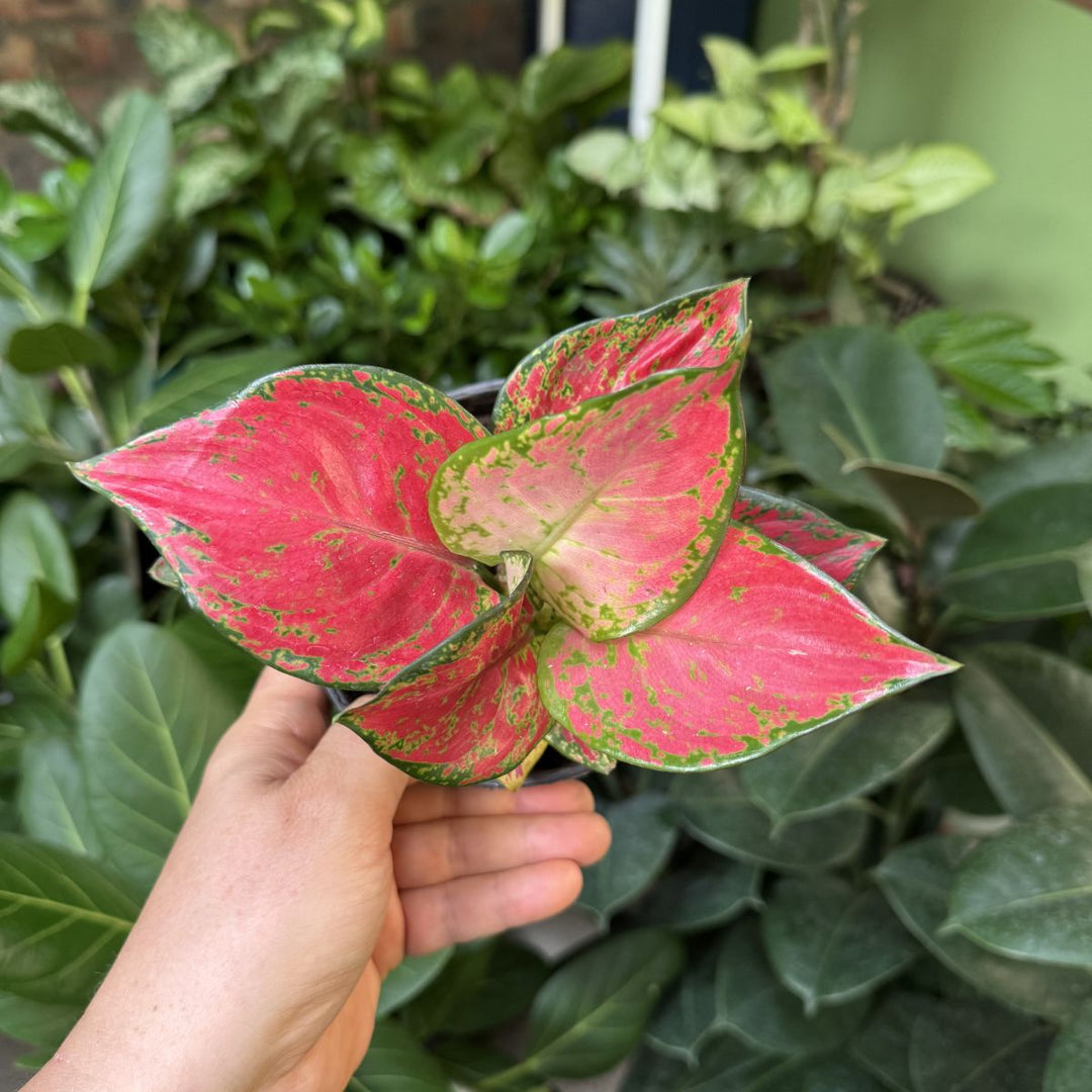 Hand holding a pink and green leafy plant - Aglaonema Red Zircon - with a blurred green foliage background