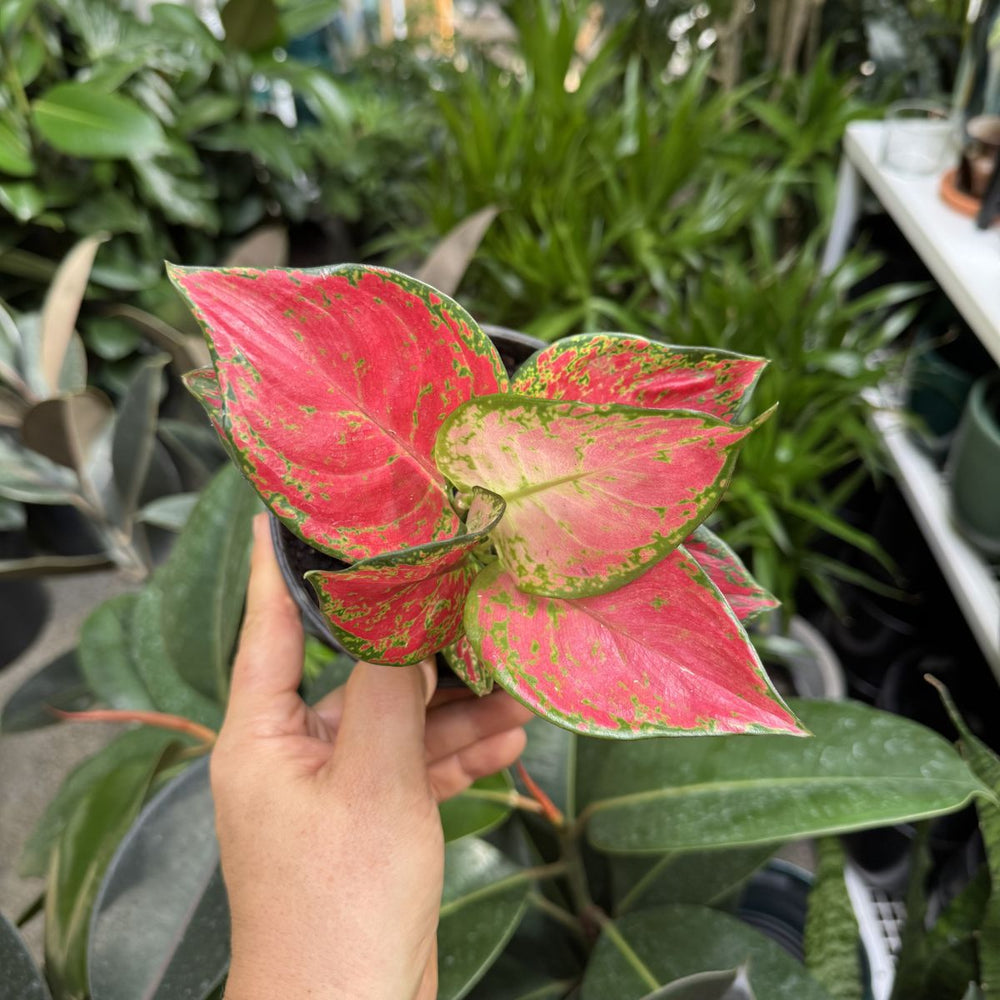 Hand holding a potted plant - Aglaonema Chinese Evergreen Red Zircon - with pink and green leaves in an indoor setting