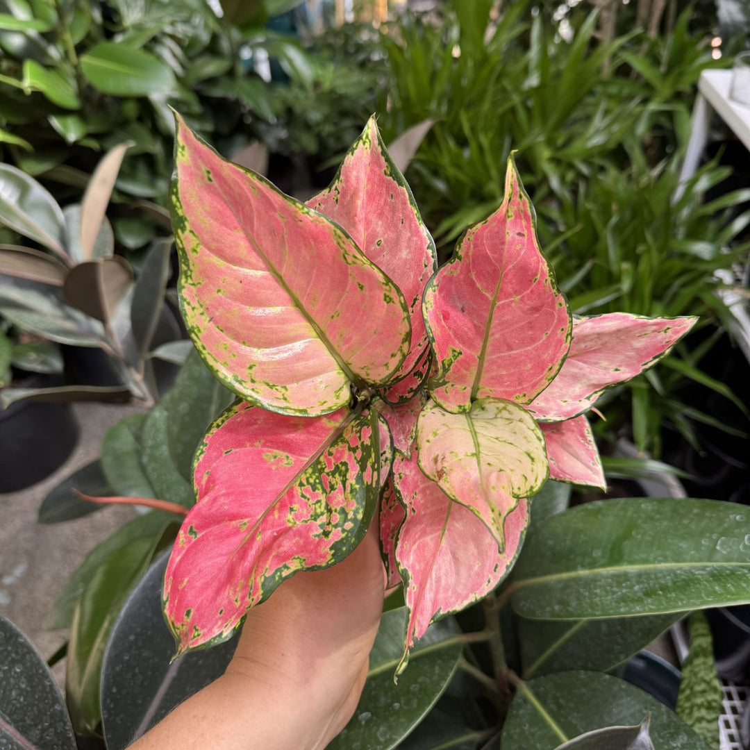 aglaonema chinese evergreen red ruby Chinese Evergreen - Ruby
