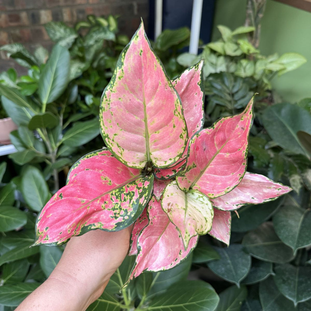 Chinese Evergreen - Ruby
