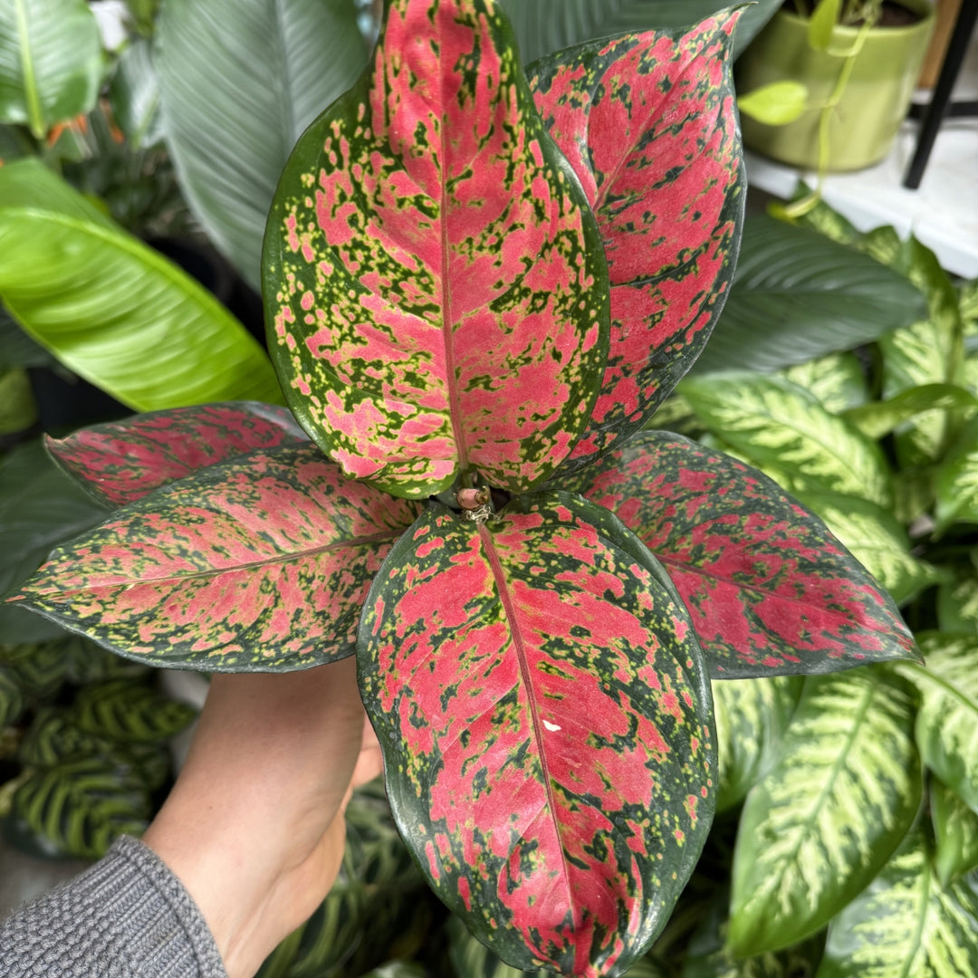 aglaonema auspicious red Chinese Evergreen - Auspicious Red