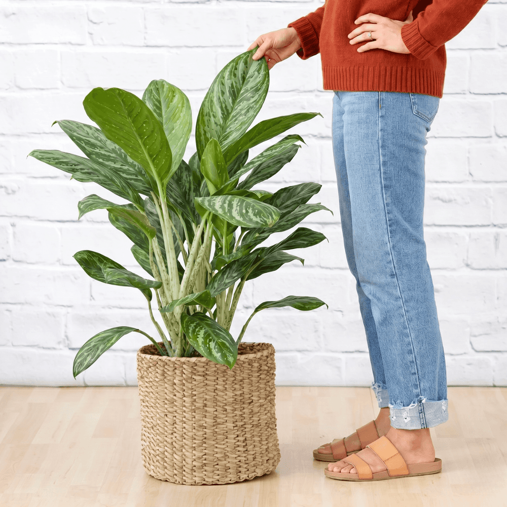 Person standing next to a potted plant with a white brick wall background