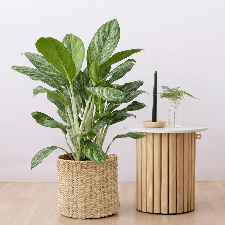 Potted plant on a wooden floor with a small round table in the background