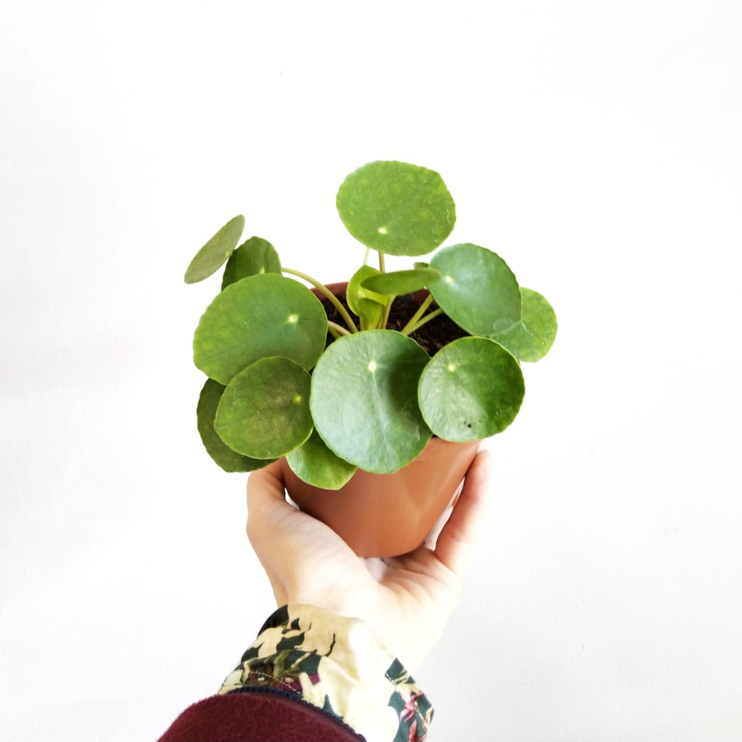chinese money plant south africa Chinese Money Plant