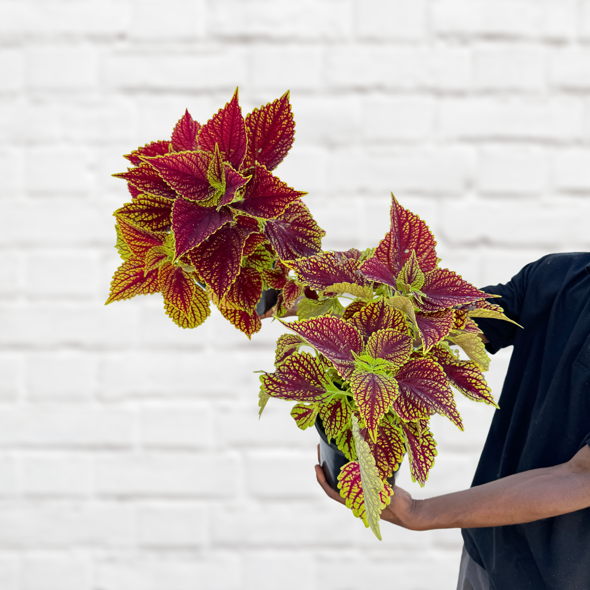 Coleus Assorted Coleus - Assorted | Indoor Plant