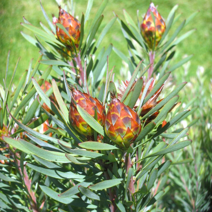 Male Spinningtop conebush