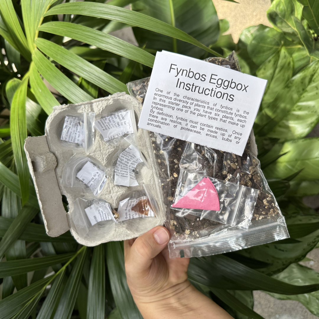 Protea Seed Kit Eggbox: 6 Indigenous South African Species
