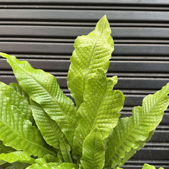 Crocodile Fern
