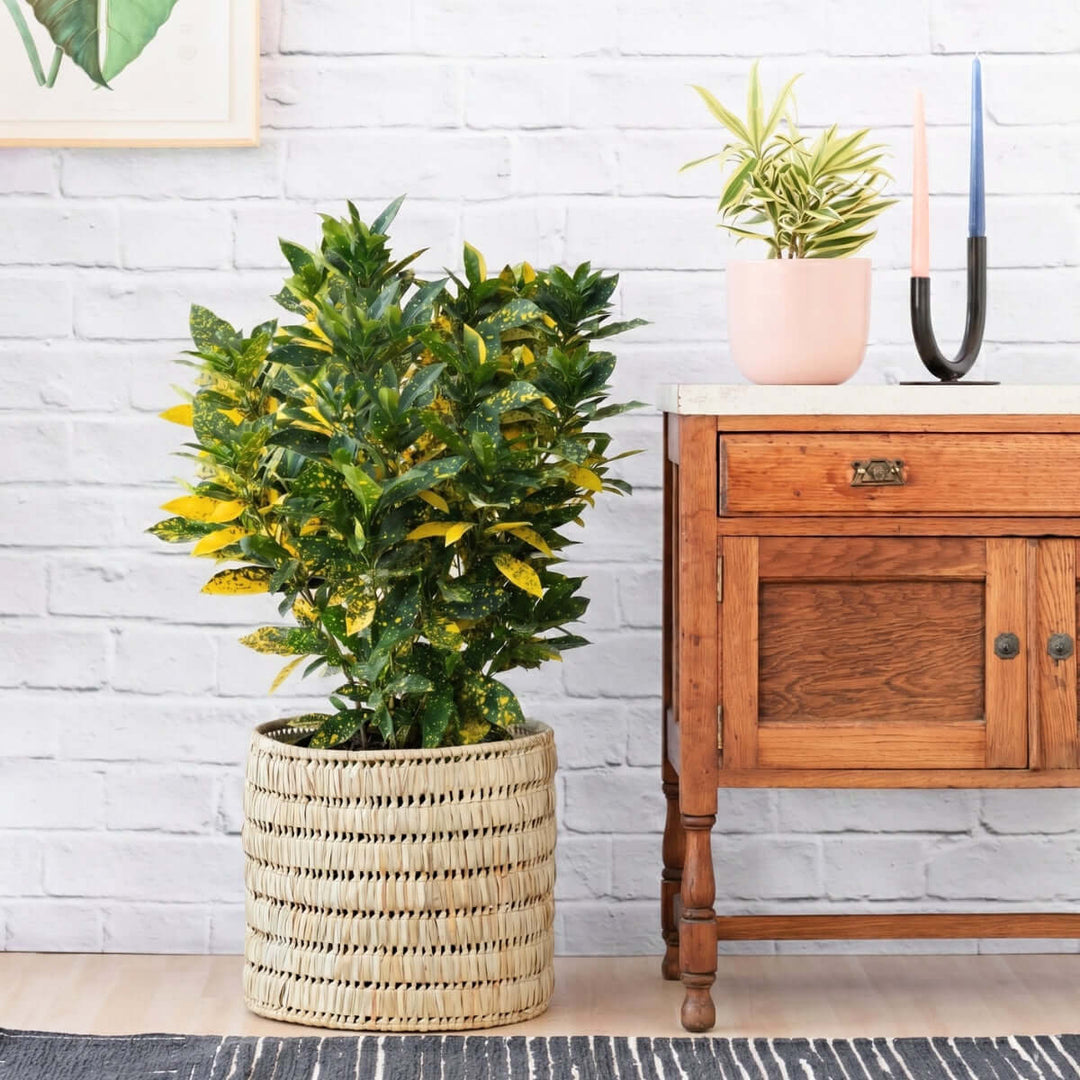 Croton Gold Dust - Extra Large