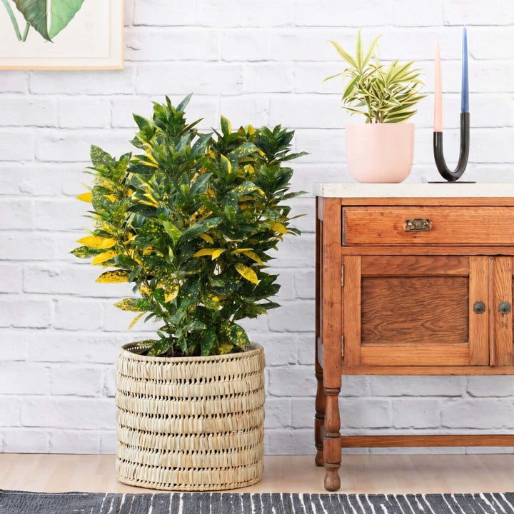 Croton Gold Dust - Extra Large