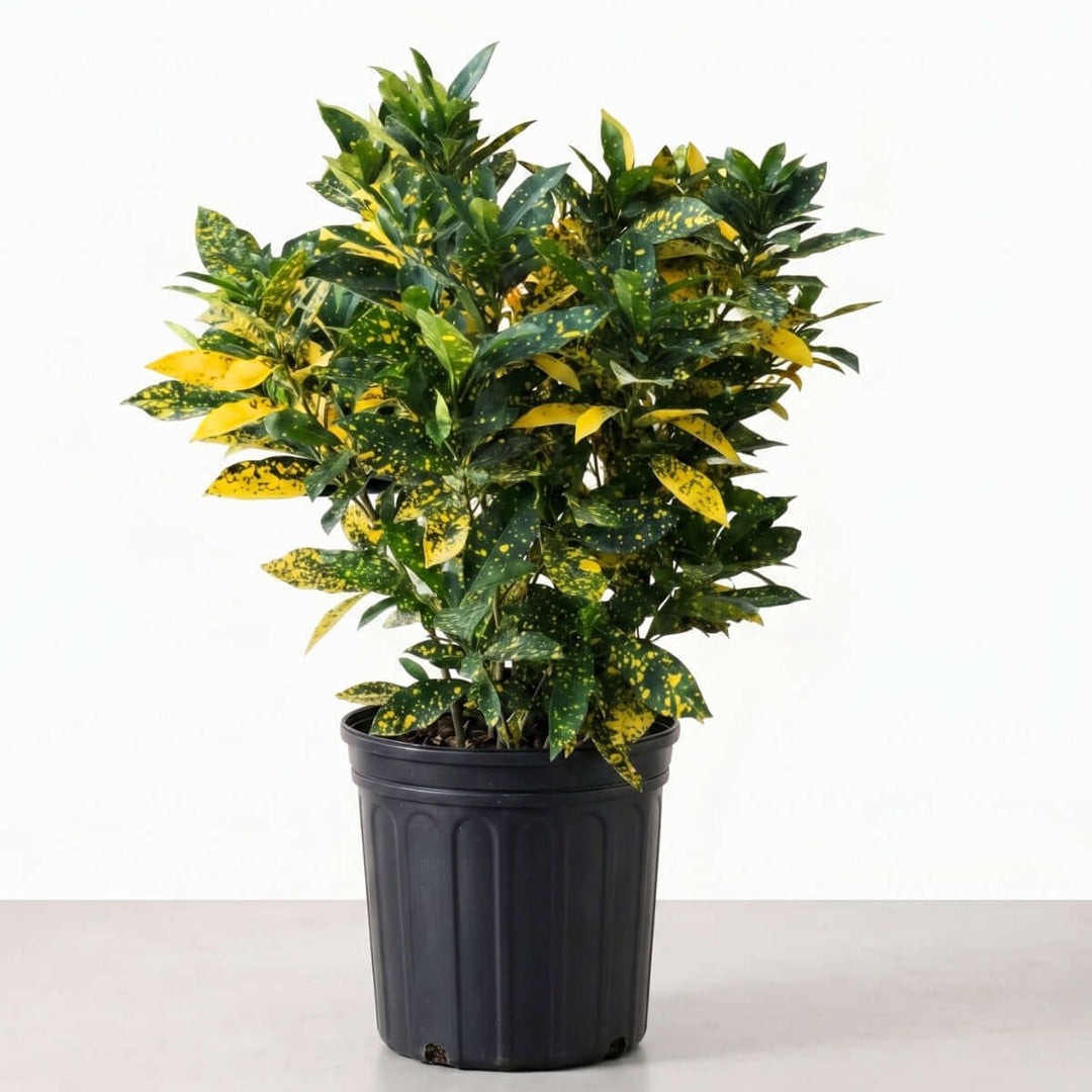 Croton Gold Dust - Extra Large