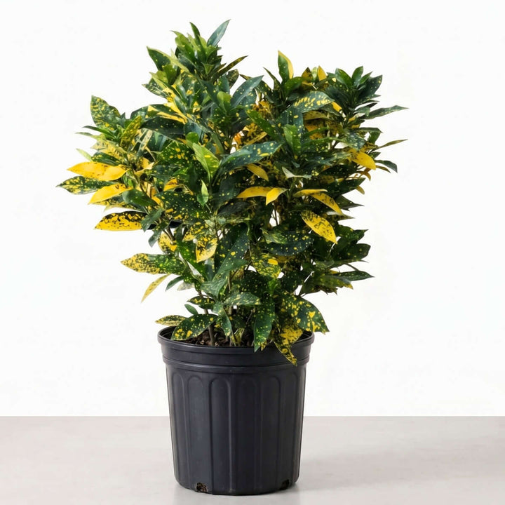 Croton Gold Dust - Extra Large