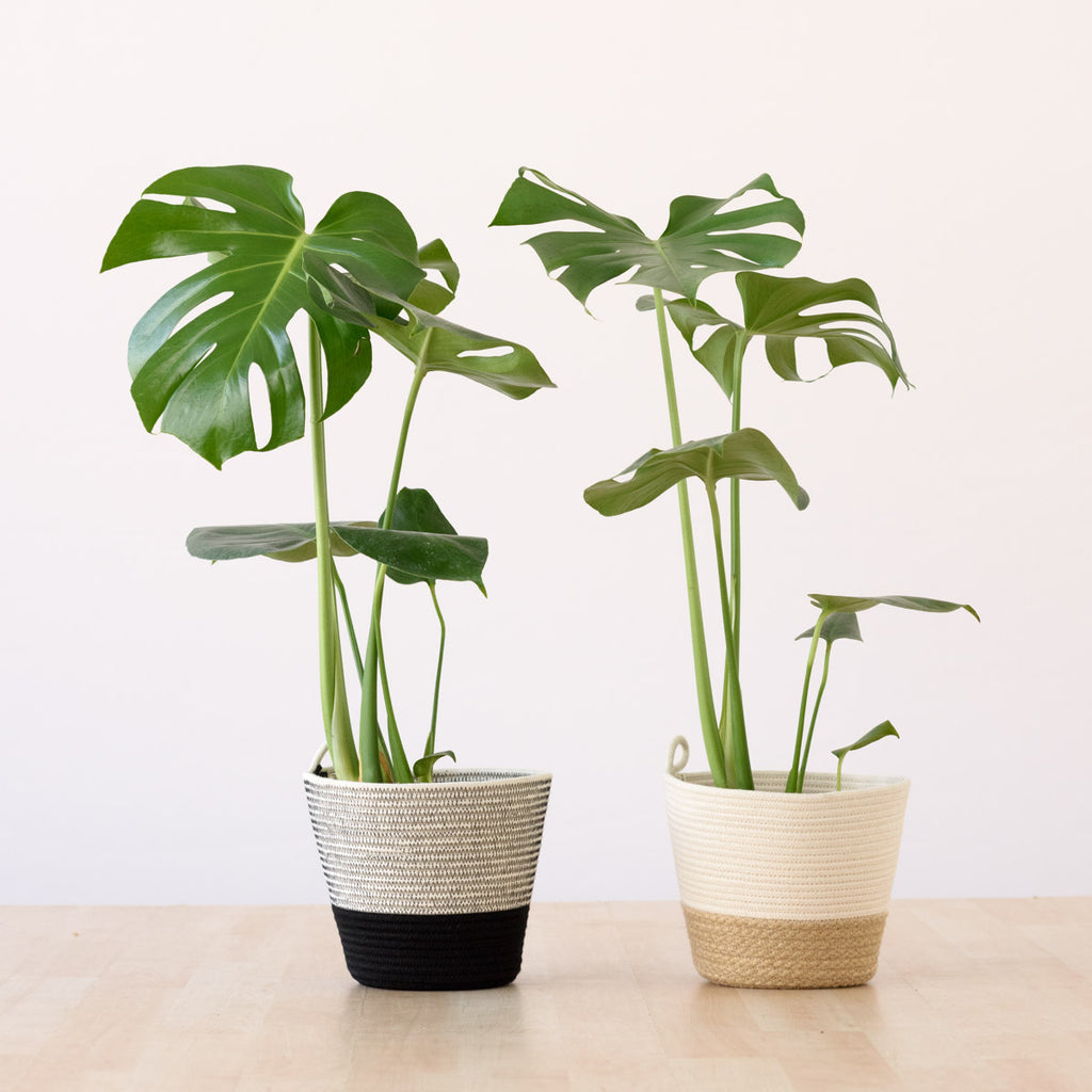 Delicious Monster | Indoor Plant