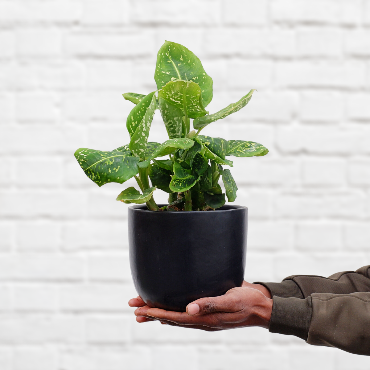 Dieffenbachia - Reflector | Indoor Plant – Plantify - Urban Nursery