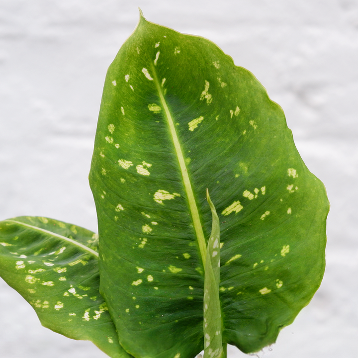 Dieffenbachia - Reflector