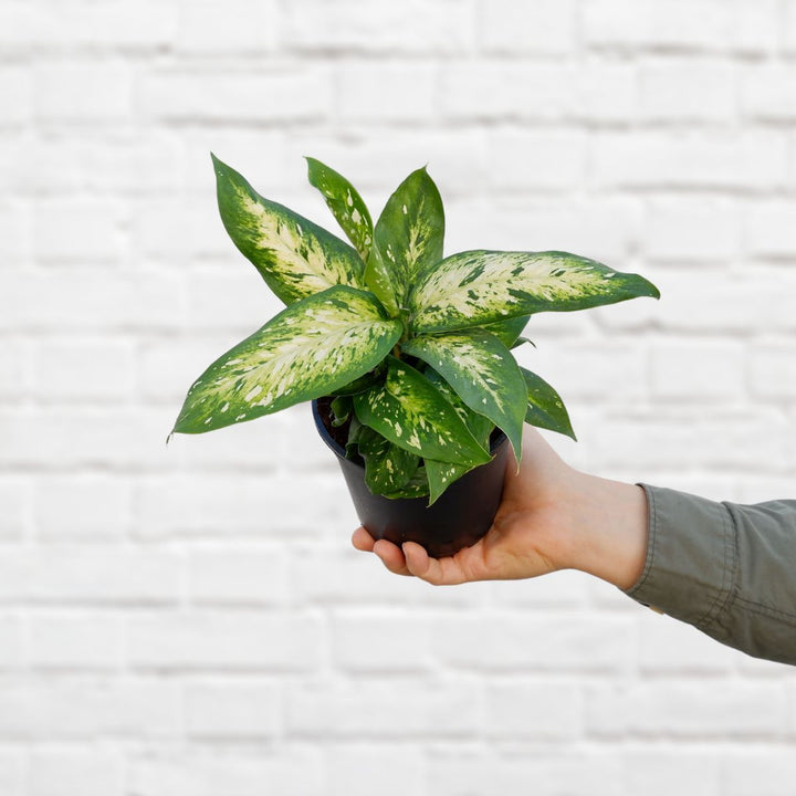 Dieffenbachia - Starbright - Shop Online!