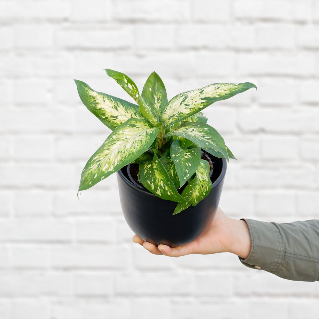 Dieffenbachia - Starbright - Shop Online!