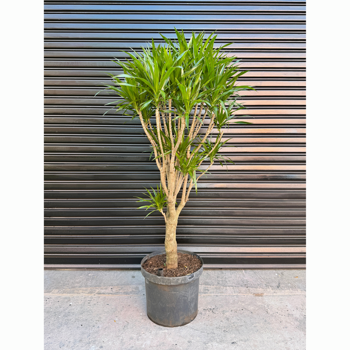 Dragon Tree - Angazi - Extra Large