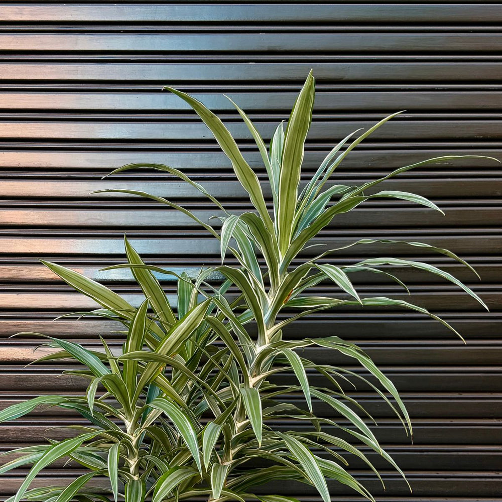 Dragon Tree Janet Craig - Warneckii against a garage door - leaf detail