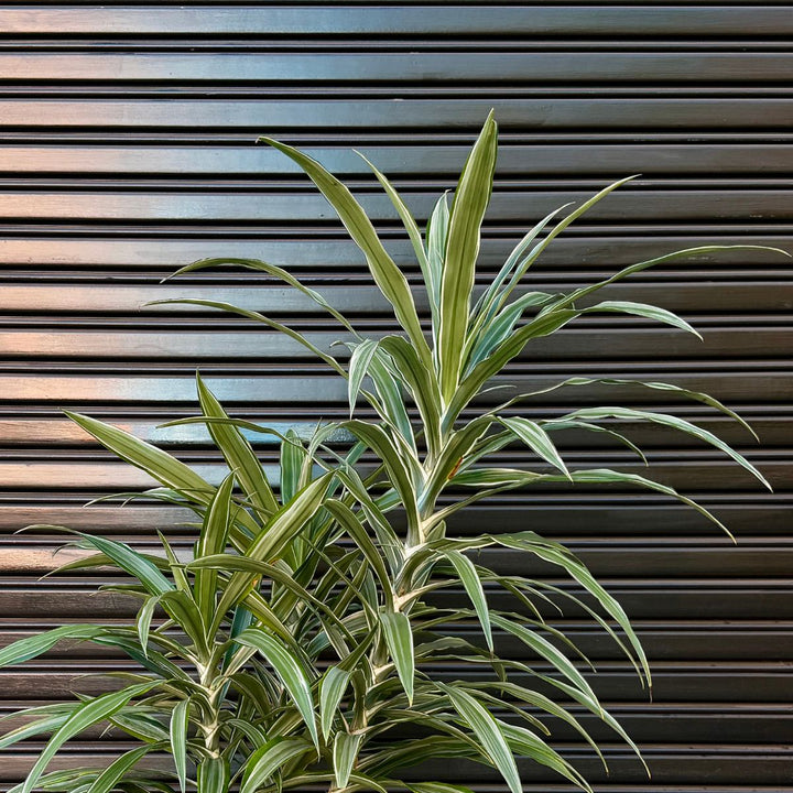 Dragon Tree Janet Craig - Warneckii against a garage door - leaf detail