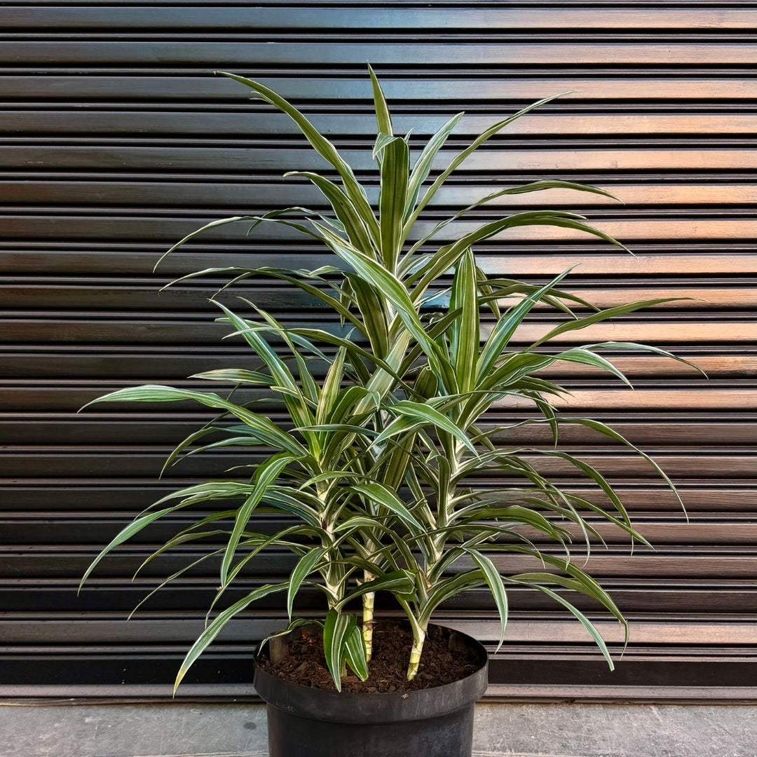 Dragon Tree Janet Craig - Warneckii against a garage door