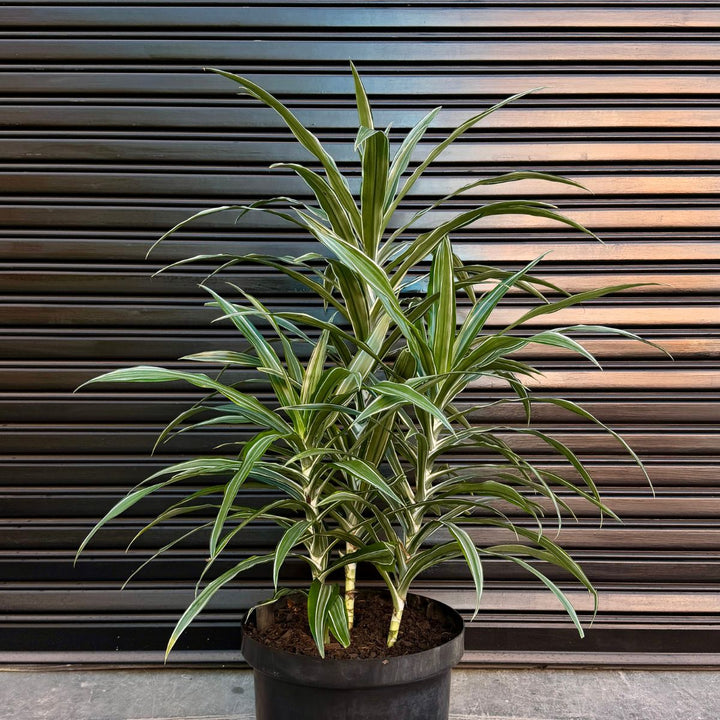 Dragon Tree Janet Craig - Warneckii against a garage door