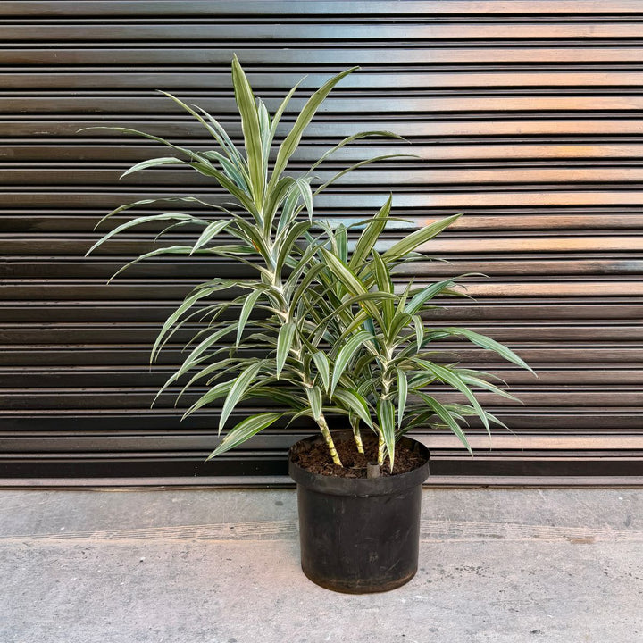 Dragon Tree Janet Craig - Warneckii against a garage door