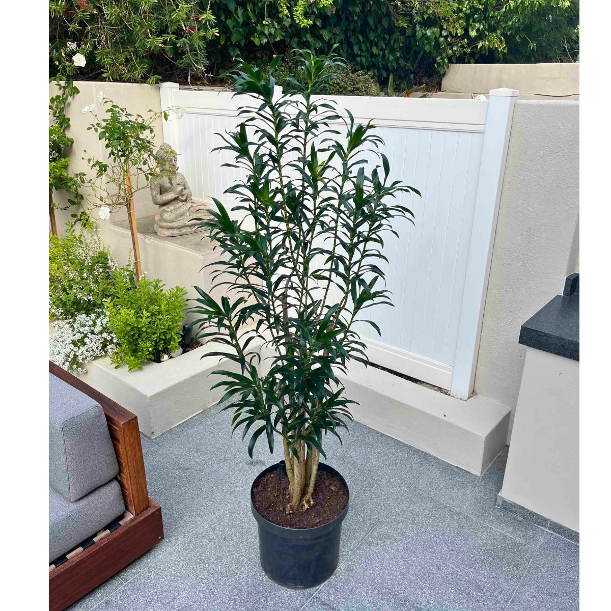 Dragon Tree - Reflexa - Extra Large | Indoor Plant