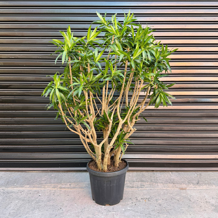 Dragon Tree - Song of Jamaica - Extra Large