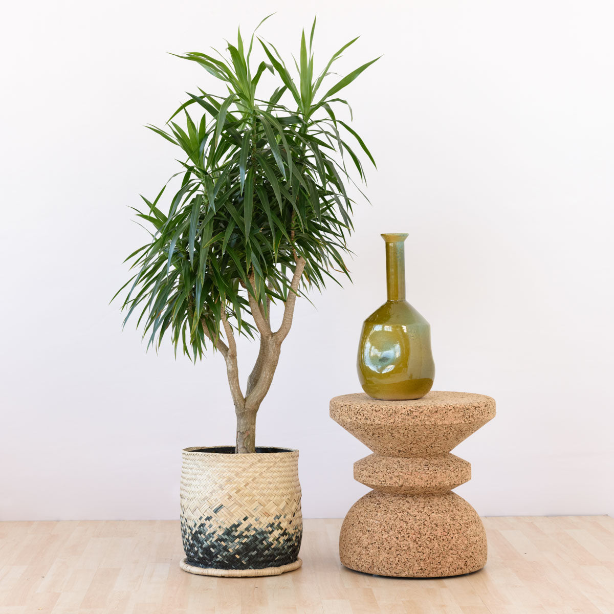 Dragon Tree - Alchemy | Indoor Plant