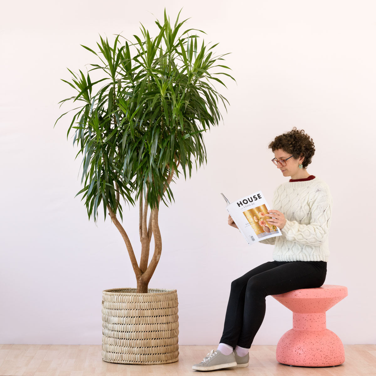 Dragon Tree - Alchemy Plantify Urban Plantery