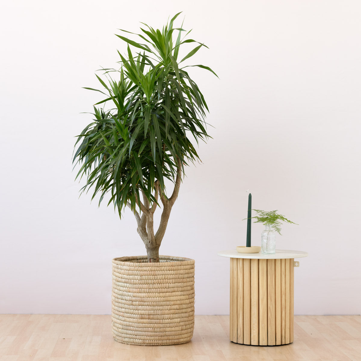 Dragon Tree - Alchemy | Indoor Plant