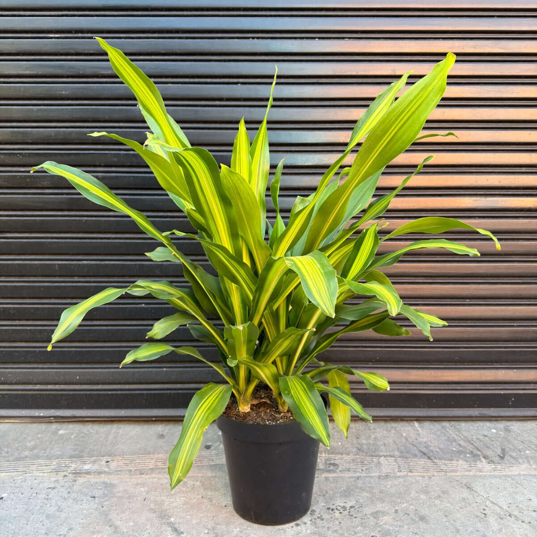 Potted plant with green and yellow leaves against a metallic background
