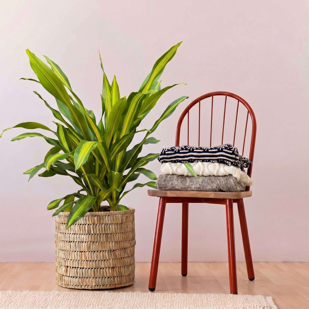 Potted plant next to a wooden chair with folded clothes on a light pink background