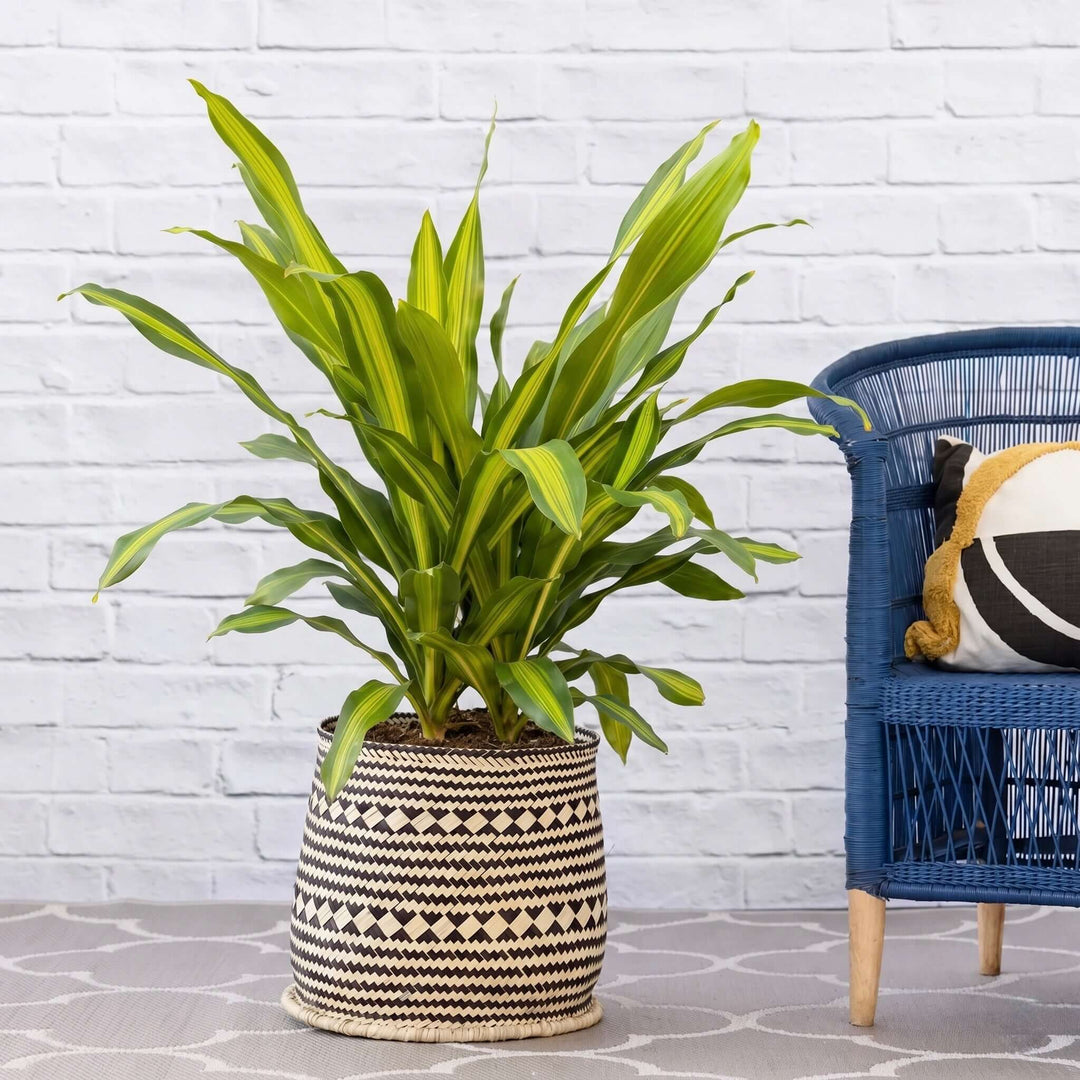 Potted plant next to a blue chair with a cushion against a white brick wall.