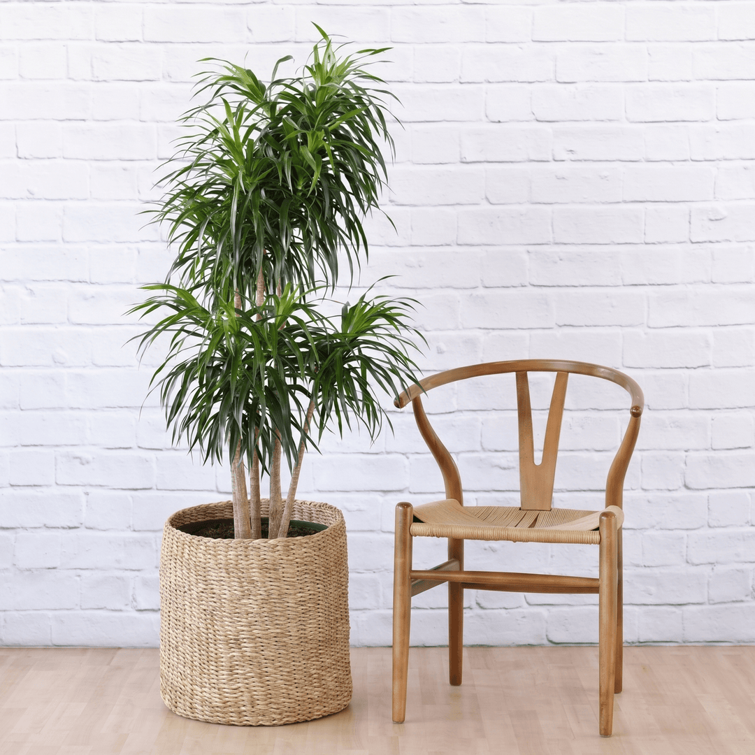Dragin Tree Americana - Draceana in a textured palm leaf basket
