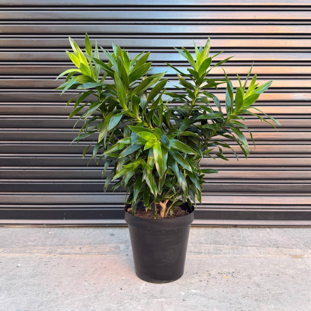 Dragon Tree - Song of Jamaica - Large