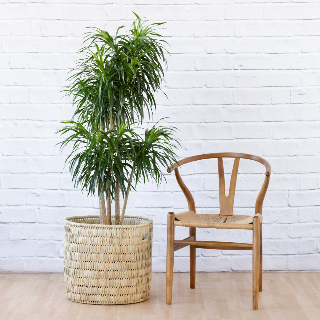 Love Palm - EXTRA LARGE