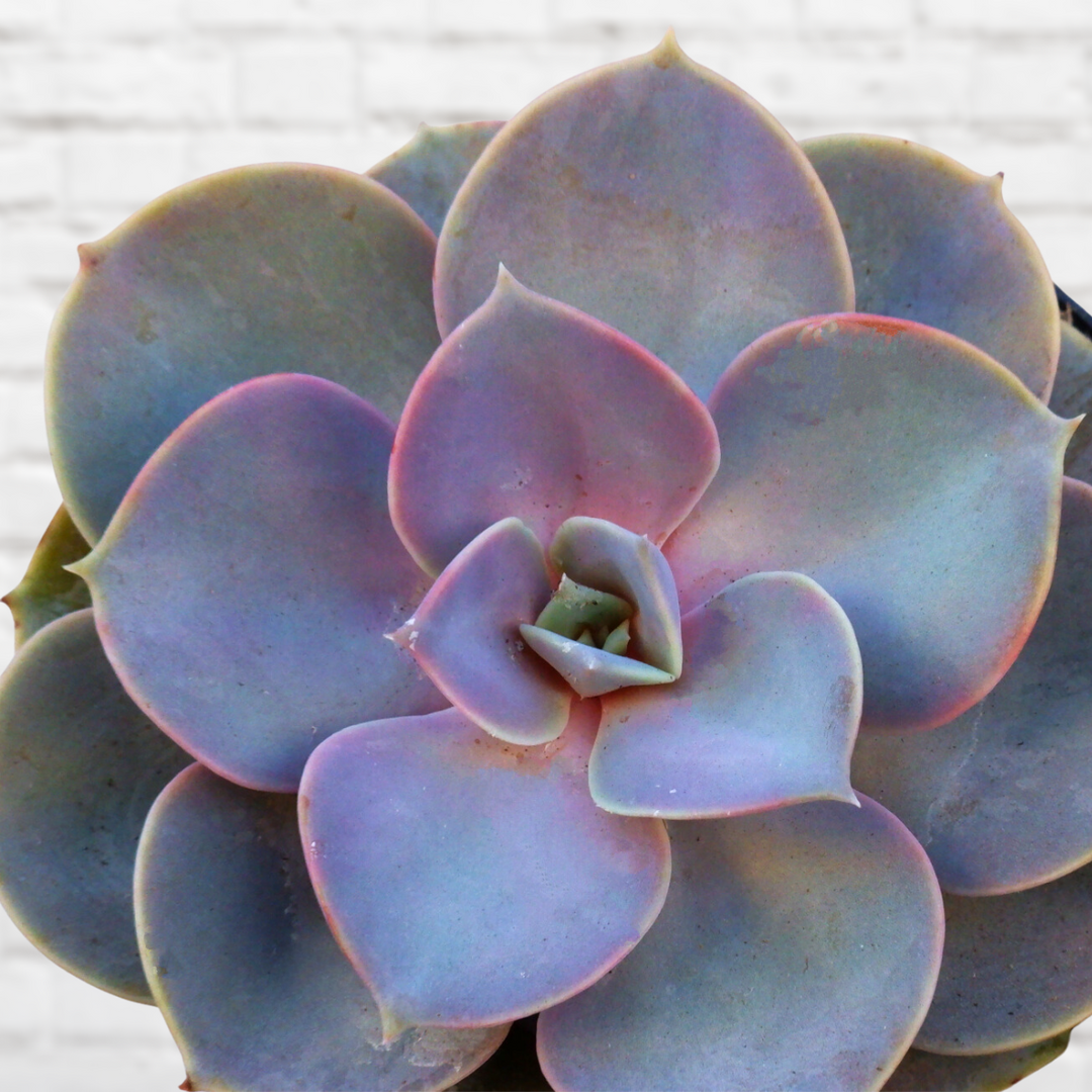 Echeveria - Perle von Neurenberg - Shop Online!